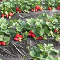 草莓苗、紅顏草莓苗、豐香草莓苗、章姬草莓苗、甜查理草莓苗