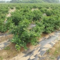 藍莓苗、藍莓大樹出售