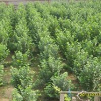 榛子丨榛子苗丨大果榛子苗丨平歐雜交大果榛子苗丨平歐榛子苗