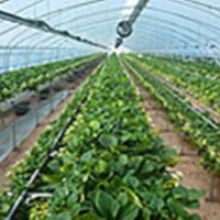 供應(yīng)大棚草莓苗紅頰草莓章姬草莓甜查理草莓四季草莓奶油草莓