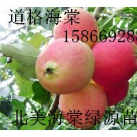 道格海棠，鉆石海棠，紅瑪瑙海棠，俏佳人海棠