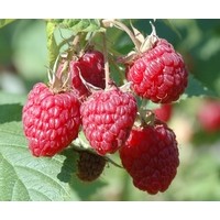 海爾特茲雙季樹(shù)莓苗