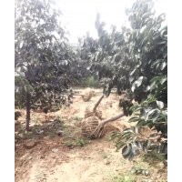 樹苗：山楂 柿子 桃樹 蘋果 梨 核桃 杏樹 李子 葡萄