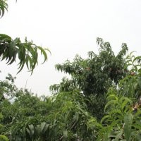 桃苗|突圍桃苗|桃苗批發(fā)