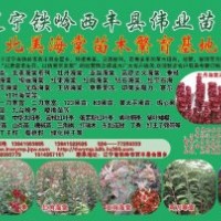 果樹苗 紅葉李 海棠苗