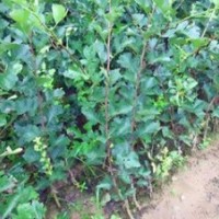 山西大金星山楂苗供應(yīng)|大棉球山楂苗銷售|大五棱山楂苗價(jià)格