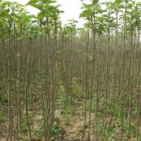 自己家的核桃苗出售