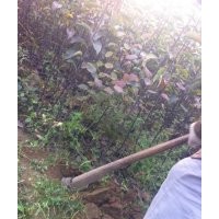 皇冠梨樹2 3公分