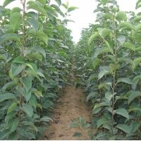 最新梨樹苗價格--梨樹苗批發(fā)-山西運(yùn)城梨樹苗-梨樹苗基地