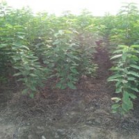 吉塞拉櫻桃沾木苗批發(fā)，品種櫻桃苗價格，各規(guī)格櫻桃樹苗