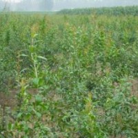 突尼斯軟籽石榴樹苗|軟籽石榴樹苗