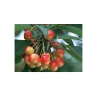 高純度櫻桃苗、櫻桃籽、櫻桃樹