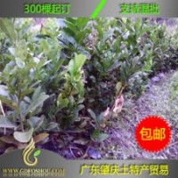 2年生扦插【佛手苗】供應(yīng)：廣東、廣西、四川、云南、福建等省,全