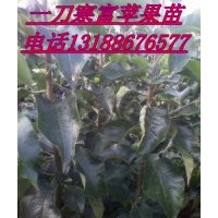 一刀寒富蘋果苗，兩刀寒富蘋果苗