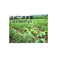 山西核桃苗基地核桃苗品種，核桃苗價(jià)格低價(jià)低價(jià)出售