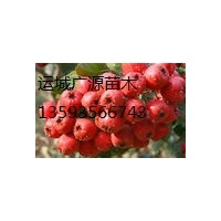 山西山楂果/山楂苗/山楂樹(shù)/山楂種子/山西廣源苗木出售