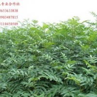 優(yōu)質(zhì)花椒苗