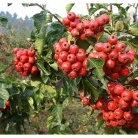 供應(yīng)山楂 櫻桃杏 桃子 三櫻椒