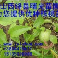 供山西核桃苗，中林核桃苗，薄皮核桃苗，實生核桃苗，陜西核桃苗