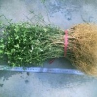 枸橘苗-枸橘苗銷售-處理枸橘苗