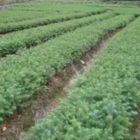 實用杉木種植技術(shù)