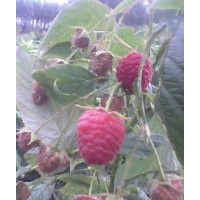 大量供應(yīng)綠化種植樹莓苗、黑加侖苗、燈籠果苗