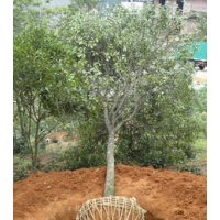 大量供應(yīng)野生金桔樹(shù)，移栽金桔樹(shù)，觀賞金桔樹(shù)