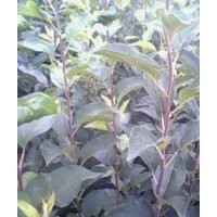 蘋果樹 山楂樹 桃樹 梨樹 山桃樹