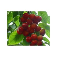 山東大櫻桃苗定向銷售 深受客戶歡迎