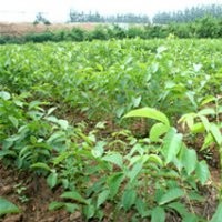 簡陽一品農(nóng)牧公司長期供應(yīng)優(yōu)質(zhì)嫁接新新2號核桃苗