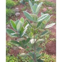 供應(yīng)菲油果