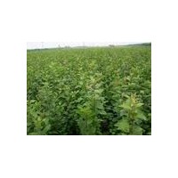 供應山西櫻桃苗，櫻桃樹，嫁接的櫻桃苗