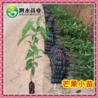 供應(yīng)一年生實生芒果苗 綠化占地工程用苗 廣西靈山果樹苗木批發(fā)