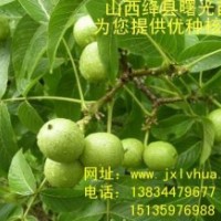 “紙皮”核桃苗！新品種核桃苗！山西核桃苗！