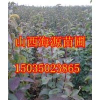 山西苗圃蘋果苗山楂苗核桃苗海棠苗山桃苗價(jià)格