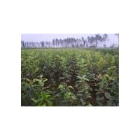 供應(yīng)蘋果苗，2公分蘋果苗，占地蘋果苗，蘋果苗價格