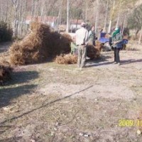 桃樹、梨樹、板栗等