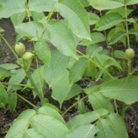 核桃苗:遼核1號2 號,香玲,薄殼香中林3號，晉龍2號