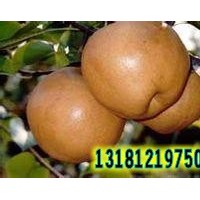 晚秋黃梨苗/黃金梨苗/皇冠梨苗