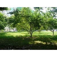 供應(yīng)3公分桃樹