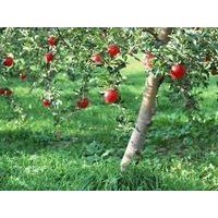 供應(yīng)速生楊2-5公分速生楊 桃樹苗 杏樹苗 蘋果苗