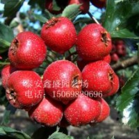 山楂苗-優(yōu)質(zhì)山楂苗-山東優(yōu)質(zhì)山楂苗