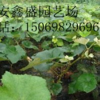 葡萄苗-哪里有葡萄苗？-葡萄苗的價(jià)格