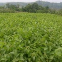 供應(yīng)核桃苗 嫁接核桃苗 核桃實(shí)生苗 核桃苗價(jià)格