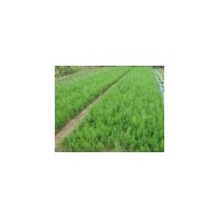 供應(yīng)綠苗木，果樹苗木