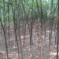 供應(yīng)；山桃樹 山杏樹 國槐 核桃苗