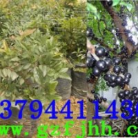 嘉寶果樹苗 嘉寶果苗 樹葡萄苗