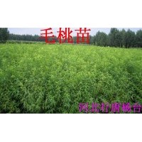 大量出售占地用的桃樹(shù)苗，杏樹(shù)苗，花椒苗，核桃苗，槐樹(shù)苗，綠化