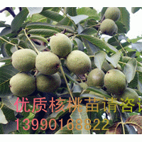 高產(chǎn)核桃苗/高產(chǎn)核桃苗銷售/高產(chǎn)核桃苗價格