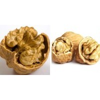 嫁接核桃苗/嫁接核桃苗銷(xiāo)售/嫁接核桃苗價(jià)格